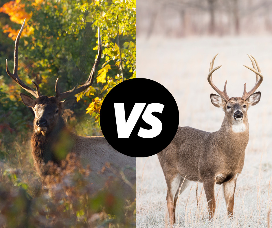 Know Your Target: Don’t Accidentally Shoot Elk & Moose This Hunting